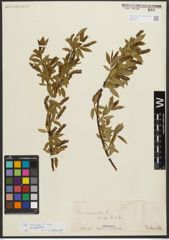 Foto von Salix triandra subsp. amygdalina (L.) Schübl. & G. Martens